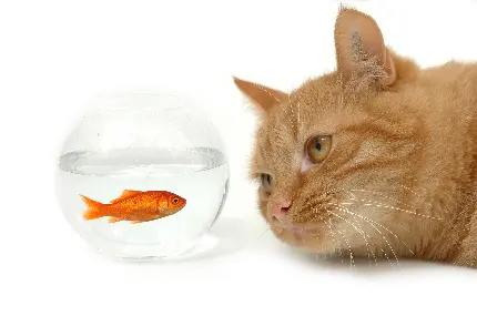 عکس گربه و تنگ ماهی