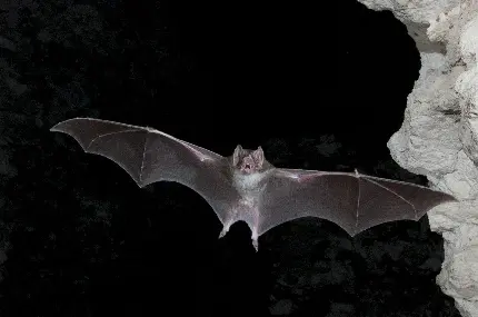 عکس خفاش در غار