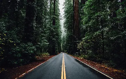 تصویر زمینه جاده زیبا جنگلی برای گوشی موبایل