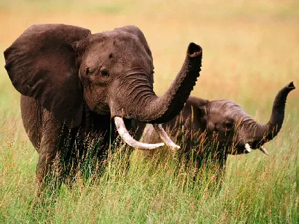 تصویر بچه فیل با خرطوم دراز در کنار طبیعت بکر