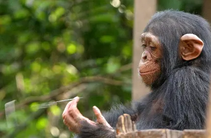 تصویر بچه شاپانزه با کیفیت بالا