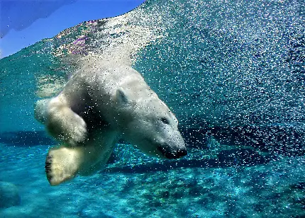 عکس حیوان خرس قطبی و حیوانات قطبی