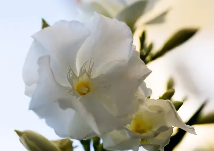 عکس گل زیبای بهاری که می‌توانید در باغچه بکارید