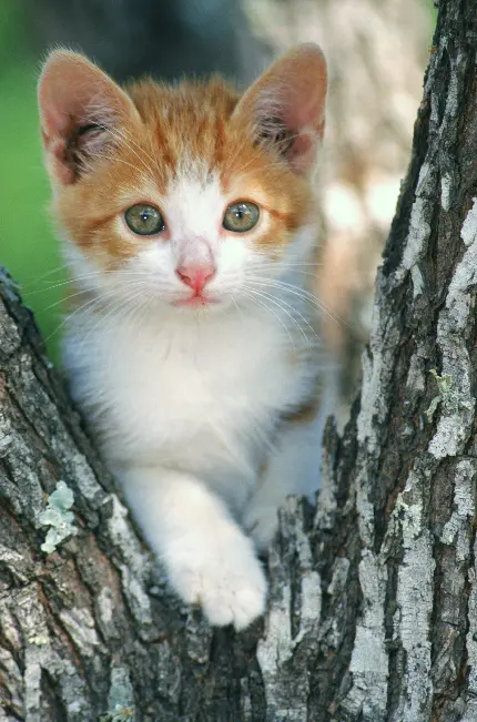عکس بچه گربه در مستند حیات وحش