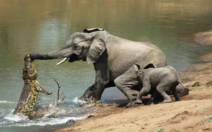 عکس مبارزه فیل با تمساح در کنار بچه فیل