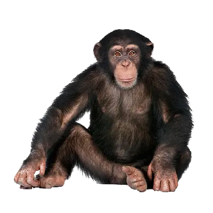 شامپانزه PNG واقعی بدون پس زمینه