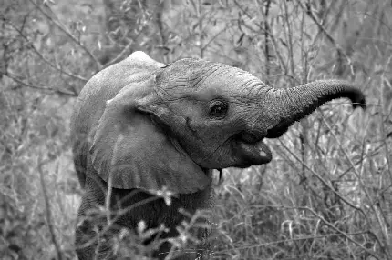 تصویر بچه فیل در حال خنده با کیفیت بالا و رایگان سیاه سفید