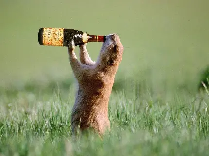حیوان در حال خوردن نوشیدنی خنده دار