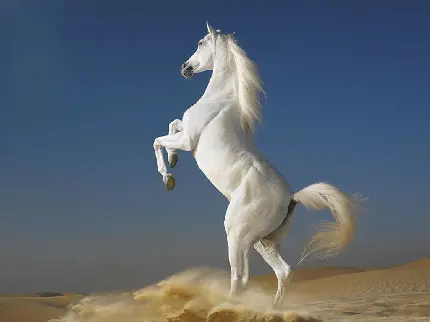 والپیپر اسب سفید ایستاده روی دو پا