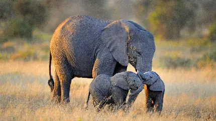 عکس بچه فیل‌های بازیگوش در کنار هم