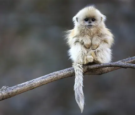 عکس بچه میمون خوشگل