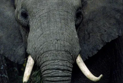 عکس حیوان فیل و حیوانات بزرگ
