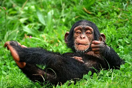 تصویر بچه شامپانزه واقعی در طبیعت