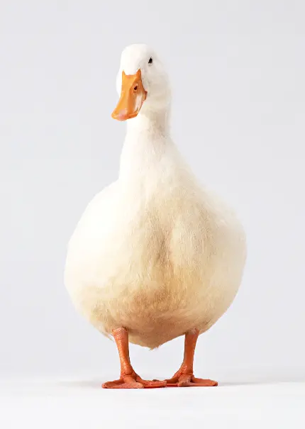 عکس آتلیه ای حیوانات مانند اردک
