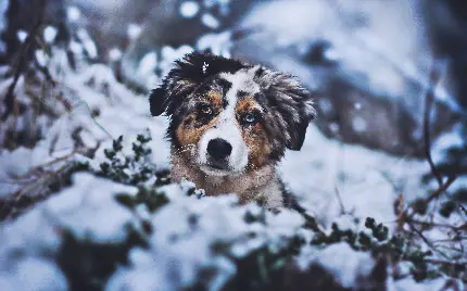 سگ شپرد استرالیایی تصویر زمینه بین برف‌ها