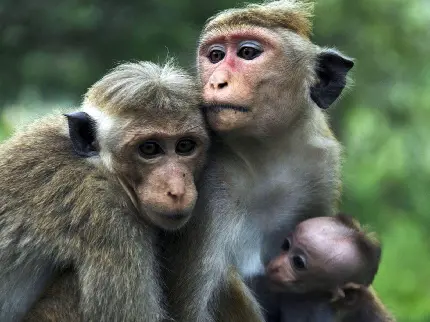 عکس میمون و زنش کیفیت HD
