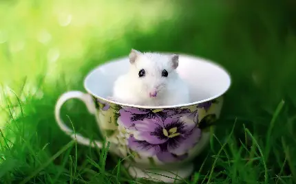 موش سفید داخل فنجان خنده دار