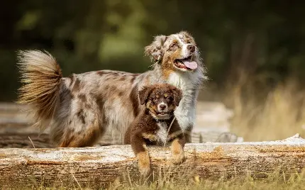 تصویر زمینه سگ‌های استرالیایی