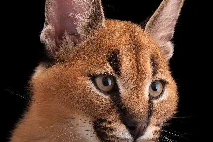 عکس سیاه گوش ایران