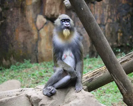 مندریل خوشگل و زیبا در باغ وحش جزو نخستین سانان میمون