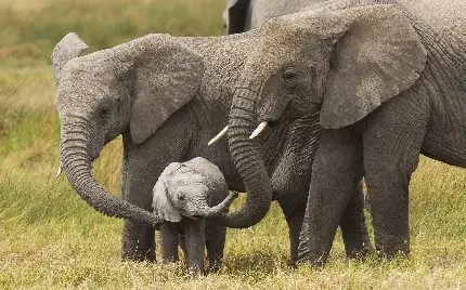 والپیپر خانواده بچه فیل در کنار هم برای تصویر زمینه ویندوز