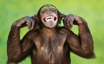 عکس پروفایل شاپانزه خنده‌دار