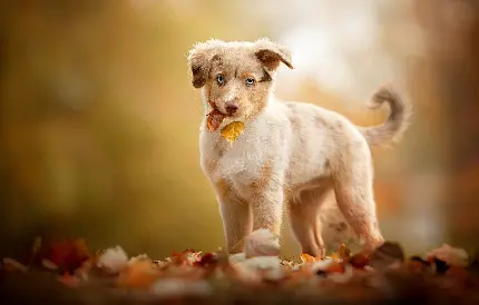 تصویر زیبا از نژاد سگ شپرد استرالیایی