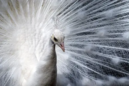 عکس طاووس سفید در مستند حیات وحش