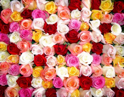 عکس گل های زیبا و رنگارنگ عاشقانه