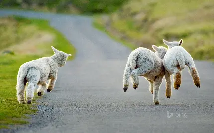 سه دوست گوسفند در حال بازی و خوشحالی عکس پروفایل