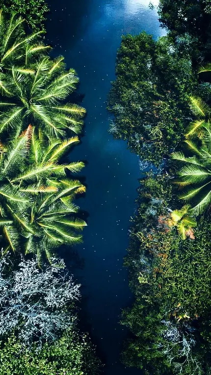 عکس پوشش گیاهی در طبیعت بالی