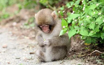 پروفایل کیوت بچه میمون
