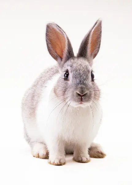 عکس آتلیه ای خرگوش