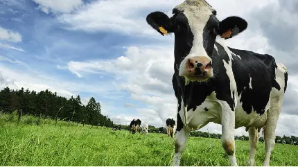 عکس گاو شیرده در مزرعه در حال چریدن