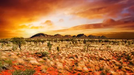 عکس منظر بیابان‌های استرالیا با پوشش گیاهی خاص