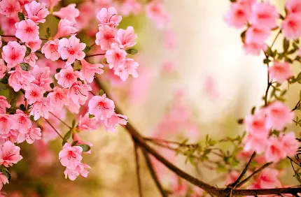 دانلود 101 تصویر زیبا و جذاب فصل بهار
