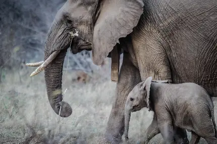 عکس بچه فیل کوچولو در کنار پدر و خانواده