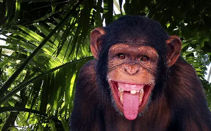 عکس شاپانزه خنده‌دار با کیفیت بالا