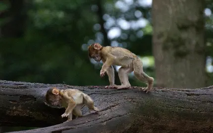 عکس بازیگوشی بچه میمون های شیطون