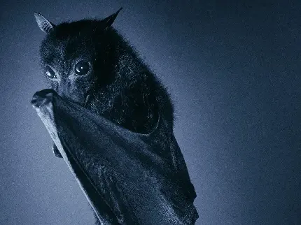 عکس خفاش