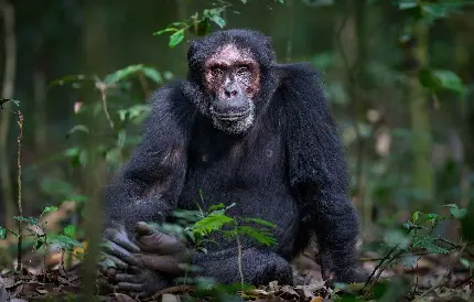تصویر شاپانزه ترسناک با کیفیت بالا برای دانلود