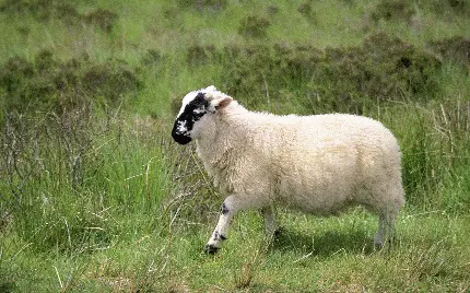 تصویر گوسفند سفید پشمالو در حال دویدن تنها