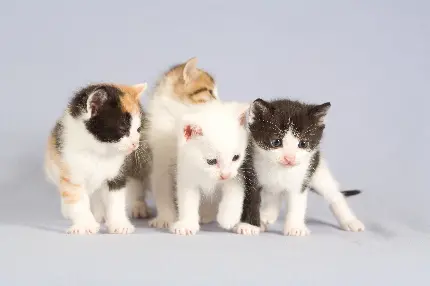 عکس چهار گربه بازیگوش در کنار هم