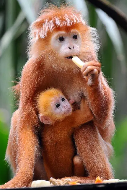 عکس بچه میمون های بامزه