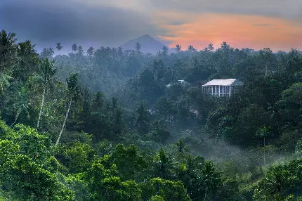 عکس جنگل‌های سرسبز در بالی اندونزی