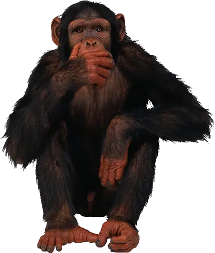 عکس شاپانزه واقعی نشسته با فرمت png