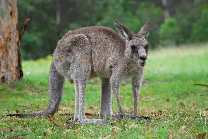 حیوانات استرالیا کانگروی واقعی عکس با کیفیت بالا HD