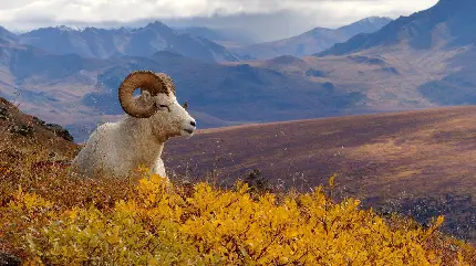عکس زمینه گوسفند شاخدار سفید