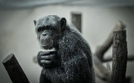 تصویر سیاه سفید شاپانزه برای دانلود