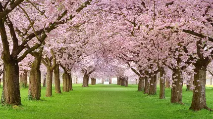 باغ درخت و شکوفه‌های بهاری